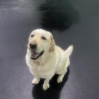 Empress Labradors - Toby from empress - Pet Breeders Near Me