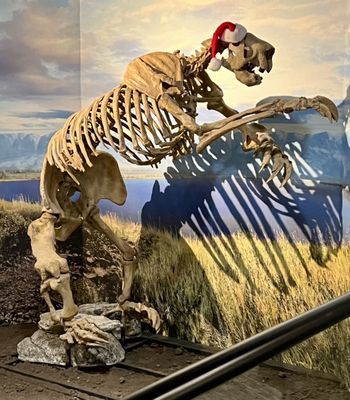 Burpee Museum of Natural History by null