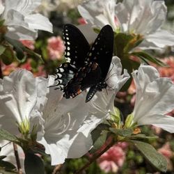 Happy Hollow Gardens - White azalea with a butterfly.