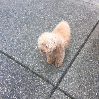Dog Spaw - Snoqualmie - Pet Groomers Near Me - Snoqualmie, Washington