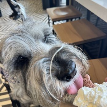 Better Buzz Coffee Costa Mesa - Jack and his delicious Pup Cup - Coffee & Tea Near Me - Costa Mesa, California