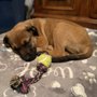 Save A Mutt Kennel