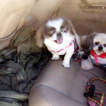 Jeronimo Pet Clinic - Veterinarians Near Me - Mission Viejo, California