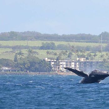 Scuba Shack - Mark Your Calendars for Whale Watching with Scuba Shack Maui.
Cross a bucket list item off with Scuba Shack Maui. - Snorkeling Near Me - Kihei, Hawaii Scuba Shack - Mark Your Calendars for Whale Watching with Scuba Shack Maui.
Cross a bucket list item off with Scuba Shack Maui. - Snorkeling Near Me - Kihei, Hawaii