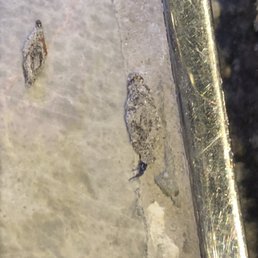 Plaster bagworms