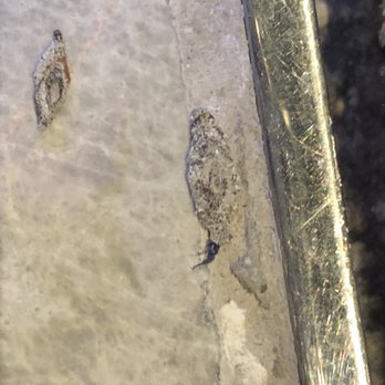 木的地酒店 - Plaster bagworms - Hotels Near Me - Hong Kong, HK