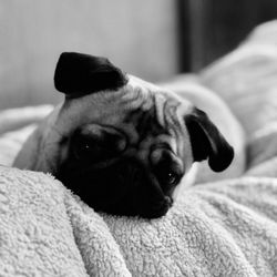 Paws For Attention - Betty
