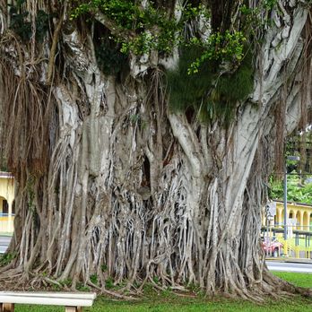 Banyan Drive - Local Flavor Near Me - Hilo, Hawaii Banyan Drive - Local Flavor Near Me - Hilo, Hawaii