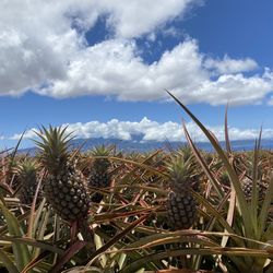 A view of the mountain surrounded by pineapples