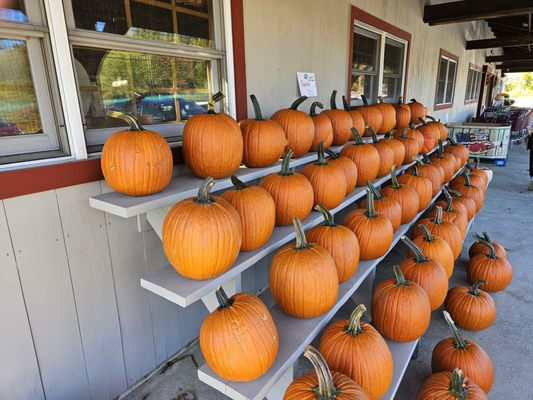 Foppema's Farm by null