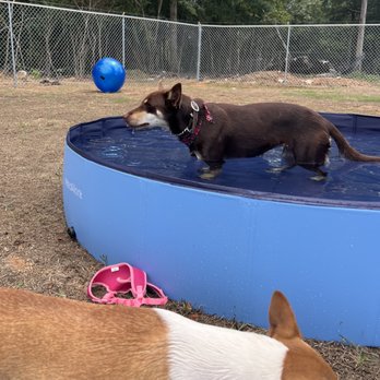 4 Paws River Lodge - Pet Boarding Near Me - Somerville, Alabama 4 Paws River Lodge - Pet Boarding Near Me - Somerville, Alabama