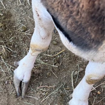 Rancho Vet Tack Feed & Supply - Poor little goat has a very snotty nose, and breathing hard , this soon to be mommy needs her hooves trimmed , - Livestock Feed & Supply Near Me - Hemet, California Rancho Vet Tack Feed & Supply - Poor little goat has a very snotty nose, and breathing hard , this soon to be mommy needs her hooves trimmed , - Livestock Feed & Supply Near Me - Hemet, California