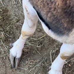Rancho Vet Tack Feed & Supply - Poor little goat has a very snotty nose, and breathing hard , this soon to be mommy needs her hooves trimmed ,