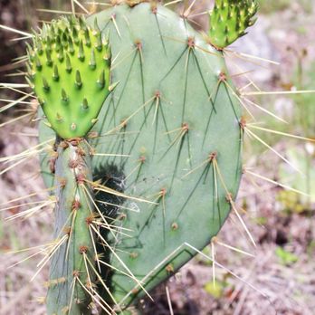 Lost Maples State Park - A nice cartoon style cactus. - Parks Near Me - Vanderpool, Texas