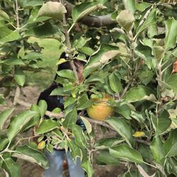 McClure's Orchard