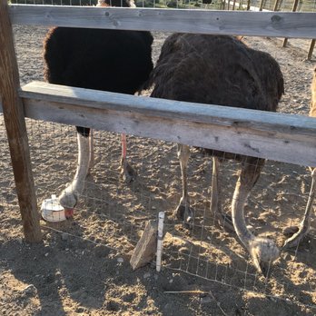 Ostrichland USA - Attraction Farms Near Me - Solvang, California Ostrichland USA - Attraction Farms Near Me - Solvang, California