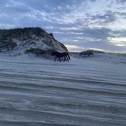 Carova Beach - Horses