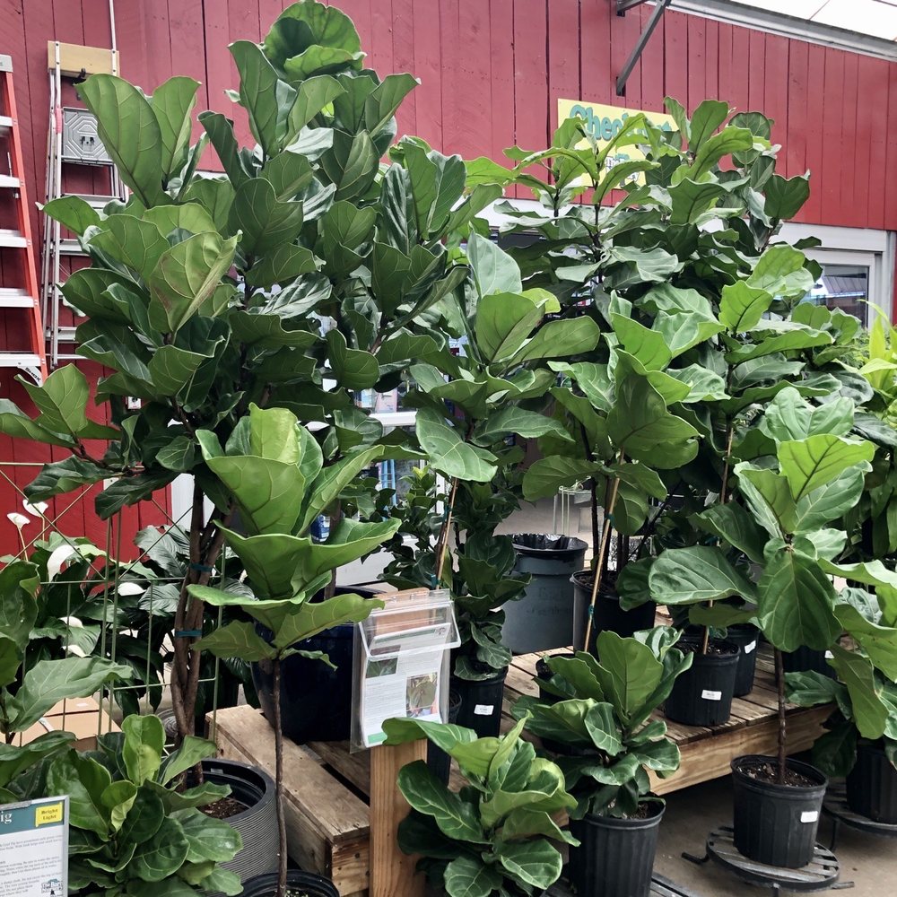The Barn Nursery - Large selection of Fiddleaf Figs - Nurseries & Gardening Near Me - Chattanooga, Tennessee