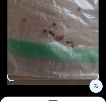 Cadillac Square Apartments - Bedbugs from the infestation. - Apartments Near Me - Detroit, Michigan Cadillac Square Apartments - Bedbugs from the infestation. - Apartments Near Me - Detroit, Michigan