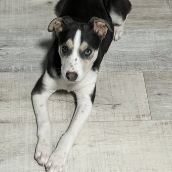 Renaissance Kitchens, Bath & Flooring - Pet - Flooring Near Me - Orange, California