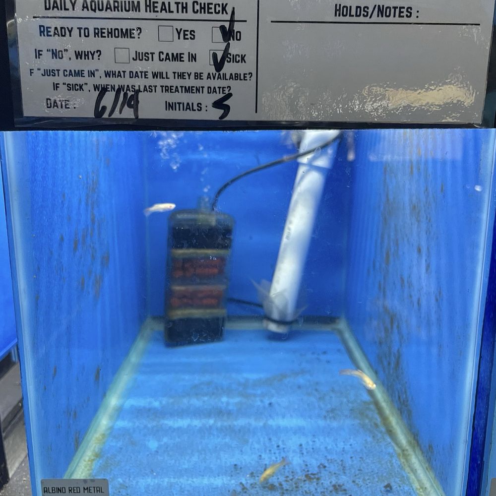 MastahBetta Fish Shop - Daily aquarium health check signs - Local Fish Stores Near Me - Honolulu, Hawaii