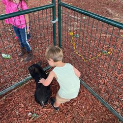 Ponylandia Pony Rides - Pig