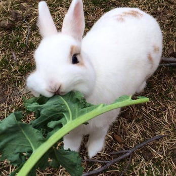 All Good Dogs CO - We are experienced in bunny care! Have a rabbit? We'd love to meet them! - Dog Walkers Near Me All Good Dogs CO - We are experienced in bunny care! Have a rabbit? We'd love to meet them! - Dog Walkers Near Me