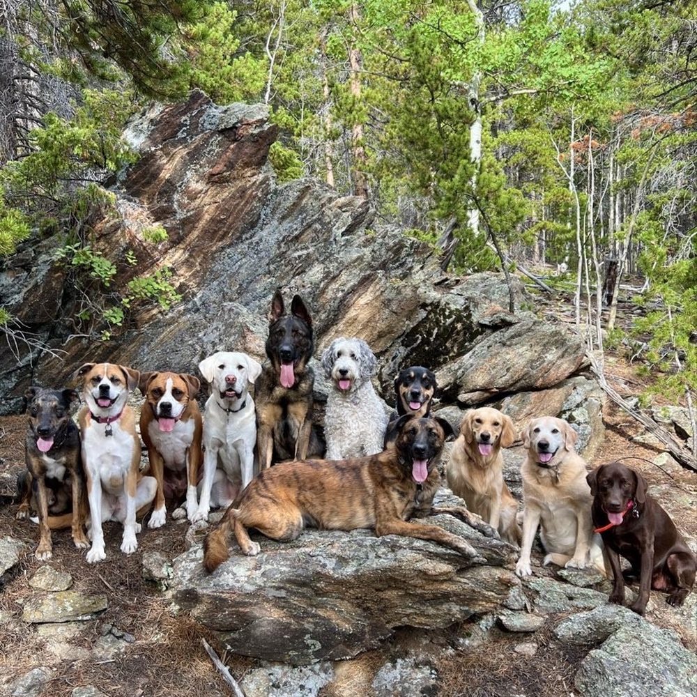 Active Dog Colorado - Dog Walkers Near Me Active Dog Colorado - Dog Walkers Near Me