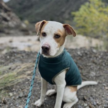 Jack’s Pack - Pet Photography Near Me Jack’s Pack - Pet Photography Near Me