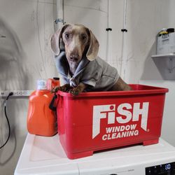Fish Window Cleaning