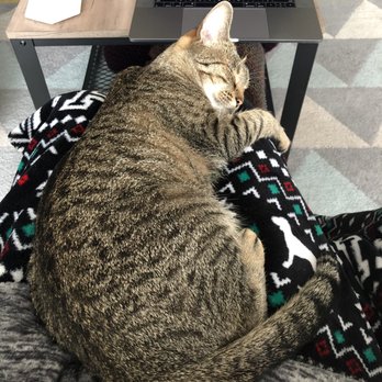 Next Chance Rescue - I love sleeping on mom's lap - Pet Adoption Near Me Next Chance Rescue - I love sleeping on mom's lap - Pet Adoption Near Me