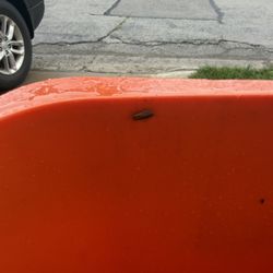 CJ’S Refuse Hauling - Cockroach