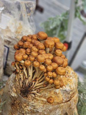 Old Beach Farmers Market by null