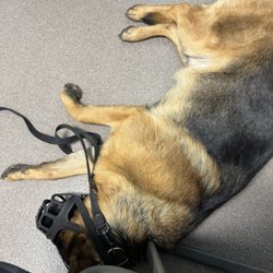 Central Coast Pet Hospital and Emergency - Peace at Last