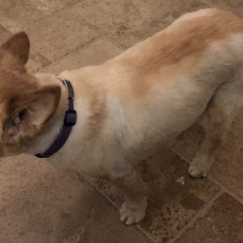 Dogs Gone Stylin' - Beautiful Pawdicure and gentle grooming of my senior girl. - Pet Groomers Near Me - Beaumont, California Dogs Gone Stylin' - Beautiful Pawdicure and gentle grooming of my senior girl. - Pet Groomers Near Me - Beaumont, California