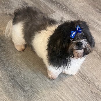 PetSmart - Pet Adoption Near Me - Chicago, Illinois