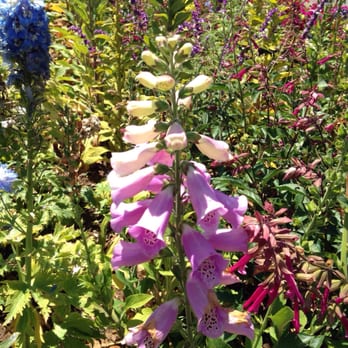 The Flower Fields - Flower garden - Venues & Event Spaces Near Me - Carlsbad, California The Flower Fields - Flower garden - Venues & Event Spaces Near Me - Carlsbad, California