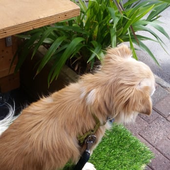 Pavé Cafe - Puppies love the outdoor seating! - Coffee & Tea Near Me - Norwood, SA Pavé Cafe - Puppies love the outdoor seating! - Coffee & Tea Near Me - Norwood, SA