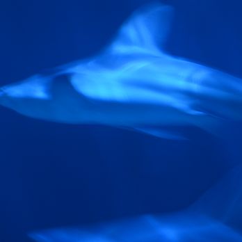 Shedd Aquarium - Aquariums Near Me - Chicago, Illinois Shedd Aquarium - Aquariums Near Me - Chicago, Illinois