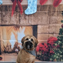 J & K Pet Services - Sawyer's Holiday Groom