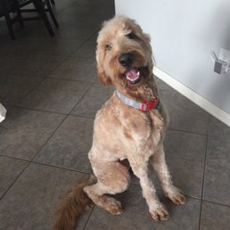After his cut.. told the groomer to please try and keep his Goldendoodle facial features and he did. After his cut.. told the groomer to please try and keep his Goldendoodle facial features and he did.