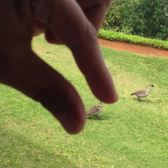 Pali Ke Kua - The ducks - Hotels Near Me - Princeville, Hawaii Pali Ke Kua - The ducks - Hotels Near Me - Princeville, Hawaii