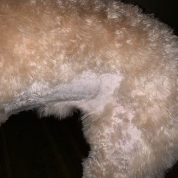 Alicyn's Laundro-Mutt - Pet Sitting Near Me - Salem, Massachusetts