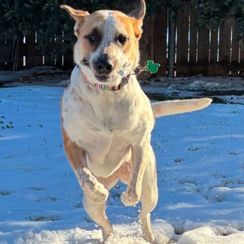 CityVet - Keller - Action shot of Scout, our big girl. - Veterinarians Near Me - Keller, Texas CityVet - Keller - Action shot of Scout, our big girl. - Veterinarians Near Me - Keller, Texas
