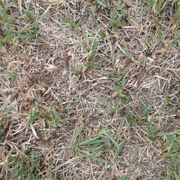 Grass is dying! Owner will not take my call... HORRIBLE customer serivce. DO NOT USE HOGAN LANDSCAPES!! Grass is dying! Owner will not take my call... HORRIBLE customer serivce. DO NOT USE HOGAN LANDSCAPES!!