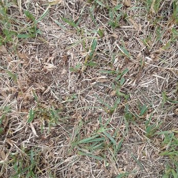 Hogan Landscapes - Grass is dying! Owner will not take my call... HORRIBLE customer serivce. DO NOT USE HOGAN LANDSCAPES!! - Landscaping Near Me Hogan Landscapes - Grass is dying! Owner will not take my call... HORRIBLE customer serivce. DO NOT USE HOGAN LANDSCAPES!! - Landscaping Near Me