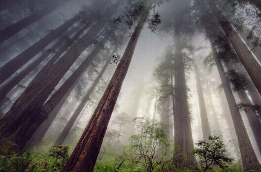 Navarro River Redwoods State Park by null