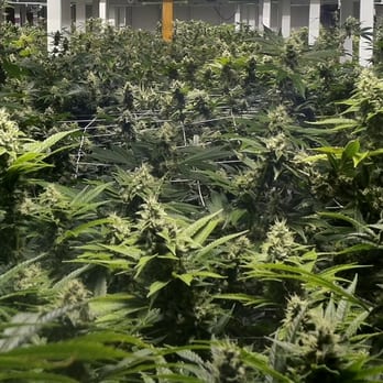 L'Eagle Services - Behind the scenes at L'Eagle - Cannabis Dispensaries Near Me - Denver, Colorado L'Eagle Services - Behind the scenes at L'Eagle - Cannabis Dispensaries Near Me - Denver, Colorado