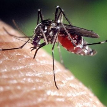 Extermin8 Pest and Termite Control - Pest Control Near Me - Indio, California