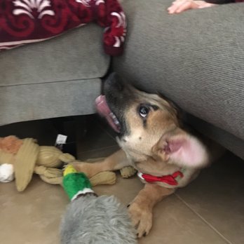 Pet Stop - ... she like going under the couch lol - Pet Stores Near Me - Rancho Cucamonga, California
